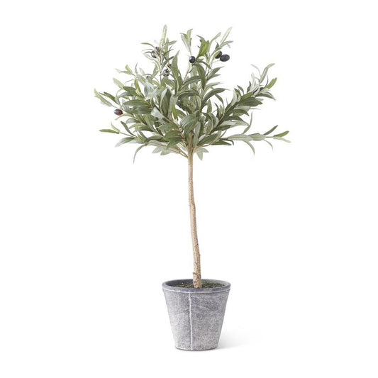 31” OLIVE TREE