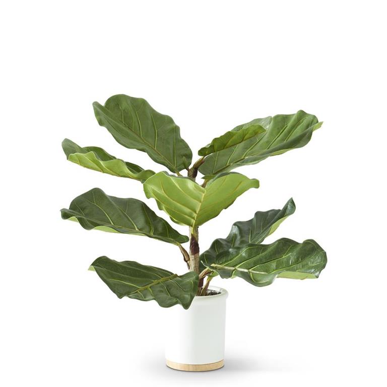 FIG TREE 21"