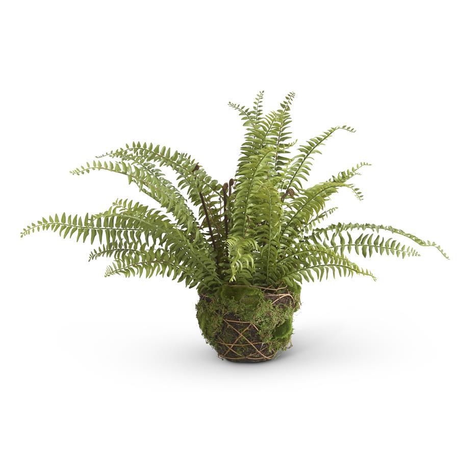 27” BOSTON FERN