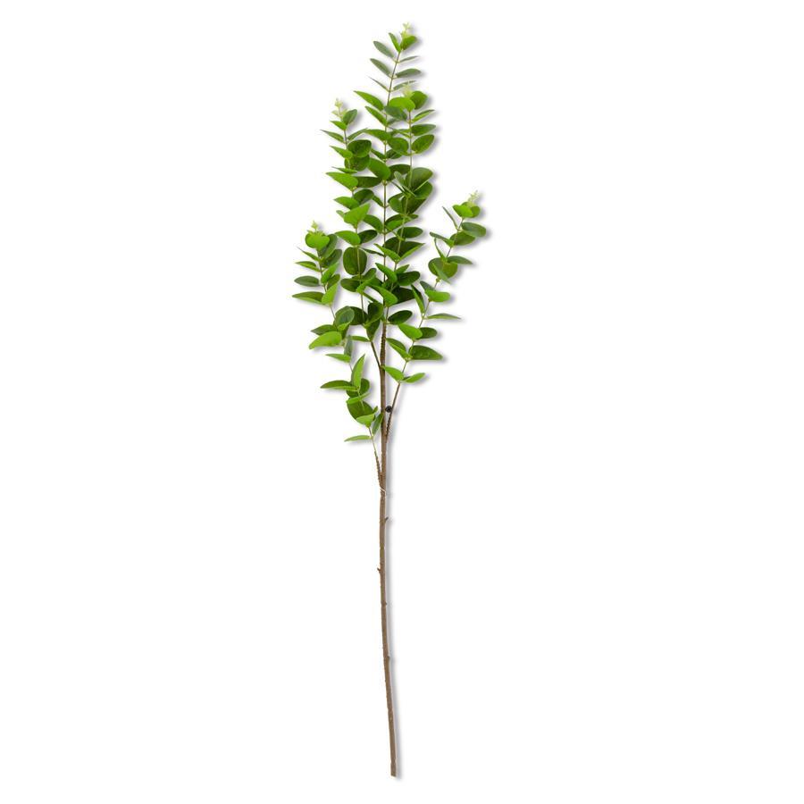 36” DG EUCALYPTUS