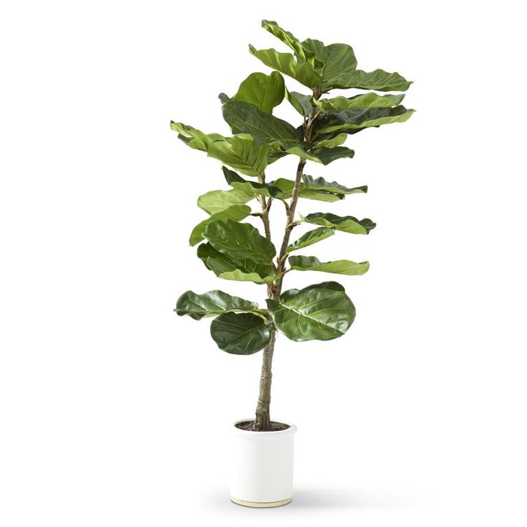 FIG TREE 56"